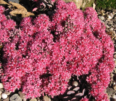 Sedum cauticola 'Coca Cola'